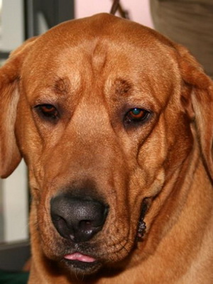 Брогольмер: описание, характеристики и особенности породы собак