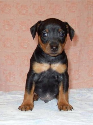 немецкий пинчер щенок 2 месяца фото