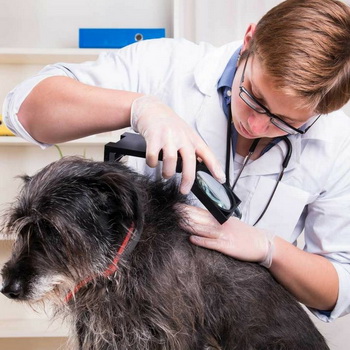 Диагностика болезней и лечение домашних животных thumbnail