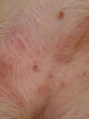 Сезонный дерматит у собак лечение thumbnail