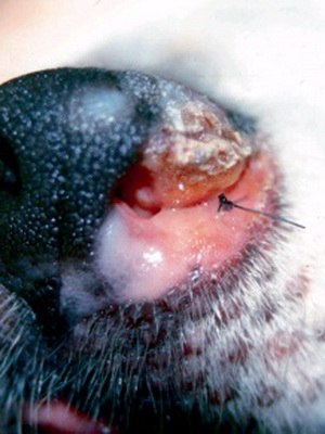 Болезни у собак опухли