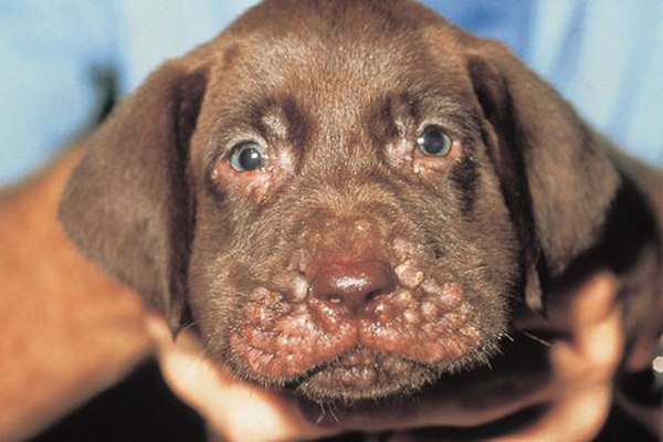 Дерматит ушной раковины у собак
