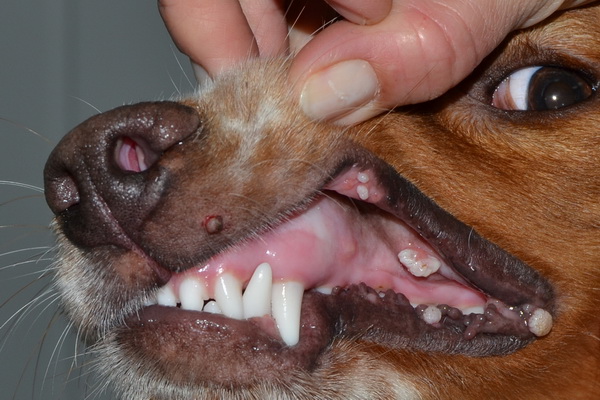 Дерматит ушных раковин у собак