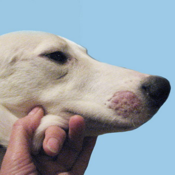 Что такое кожный дерматит у щенка