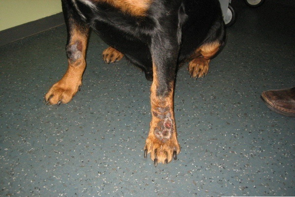 Мази при лечении дерматита у собак