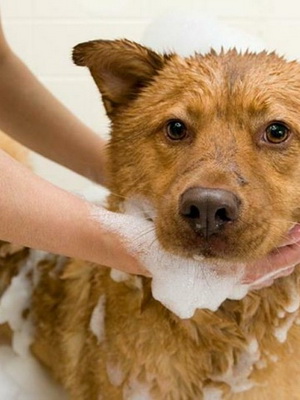 Зудящий дерматит у собак лечение