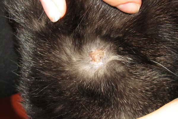 Милиарный дерматит у собак фото thumbnail