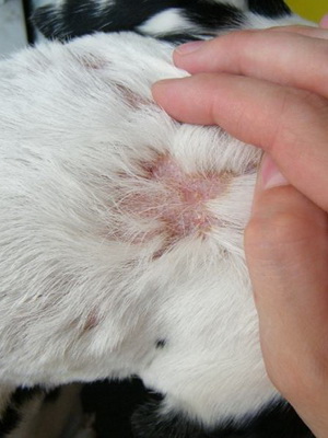 Какой бывает дерматит у собак