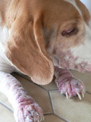 Пищевой дерматит у собаки лечение