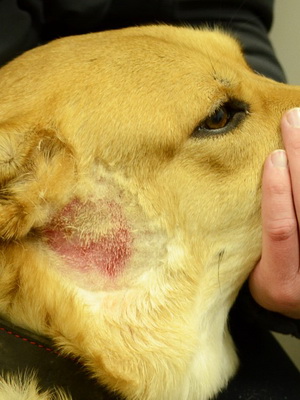 Дерматит у собаки кожи лечение thumbnail