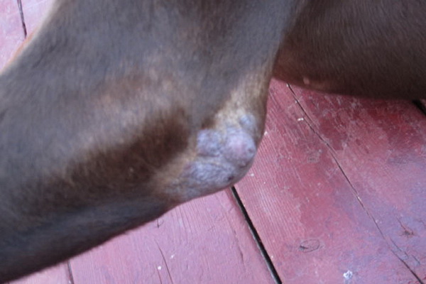 Лечение бактериального дерматита у собаки thumbnail