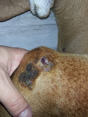 Кожные заболевания у собак дерматит