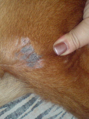 дерматит у собак лечение народными средствами thumbnail