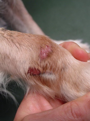 Как можно вылечить дерматит у собак