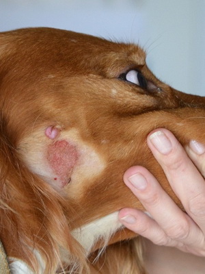 Дерматит у собаки лечение в домашних условиях thumbnail