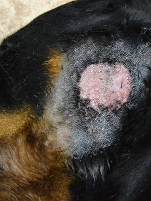 Пищевой дерматит у собаки thumbnail