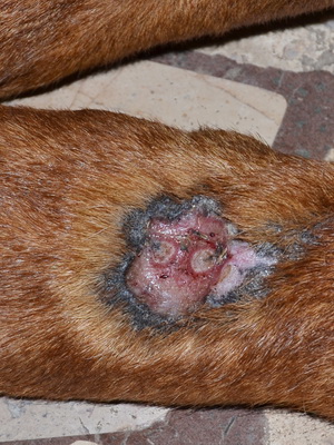Лечение кожного дерматита у собак в домашних условиях