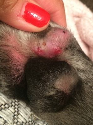 Средства для лечения дерматита у собак thumbnail
