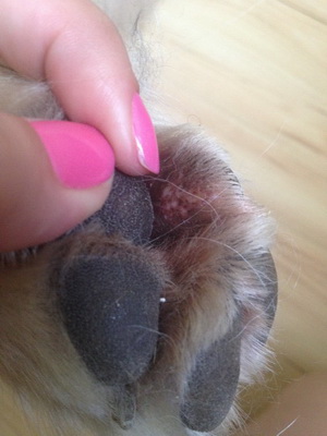 Аллергия у собак дерматит на лапах thumbnail